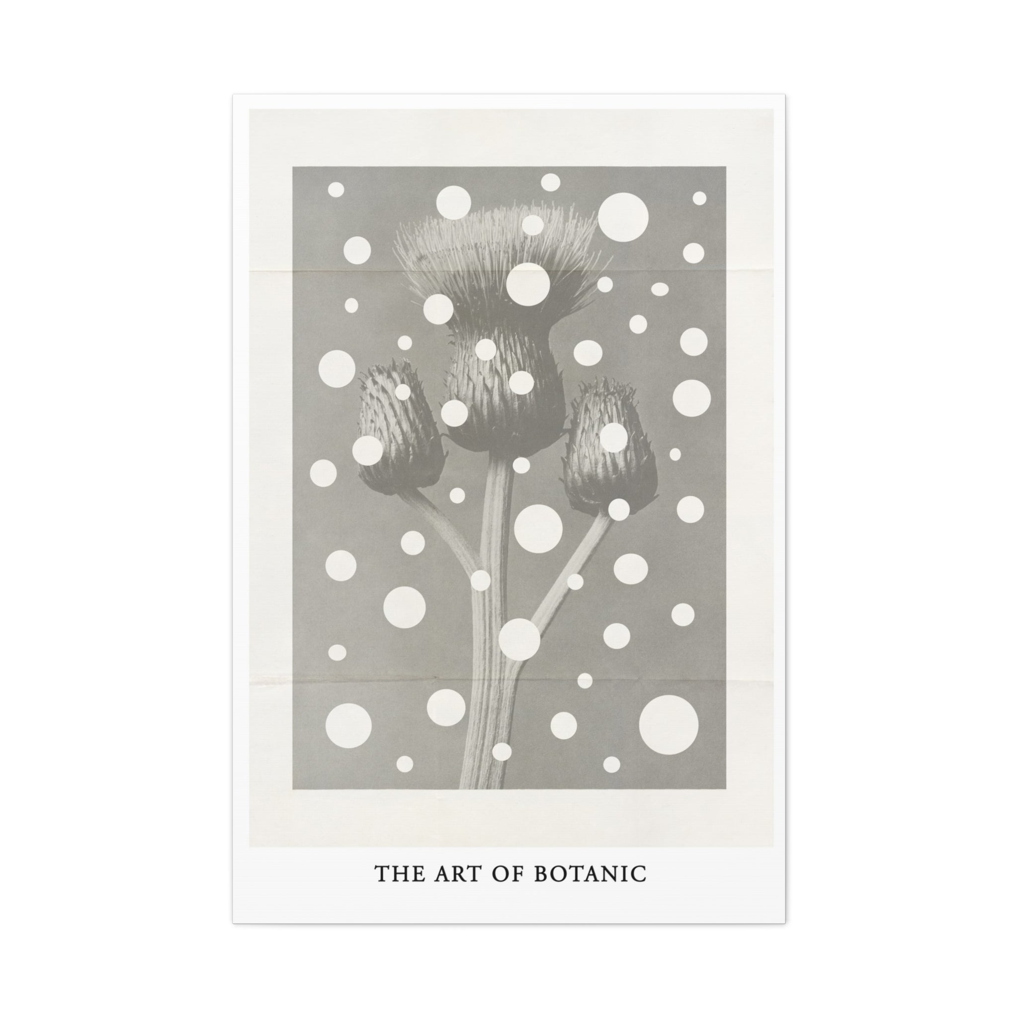 Winter Thistle Reverie - Canvas